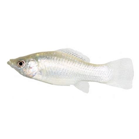chennai aquarium fish online|Buy Aquarium Fish Online – Fishykart.in.